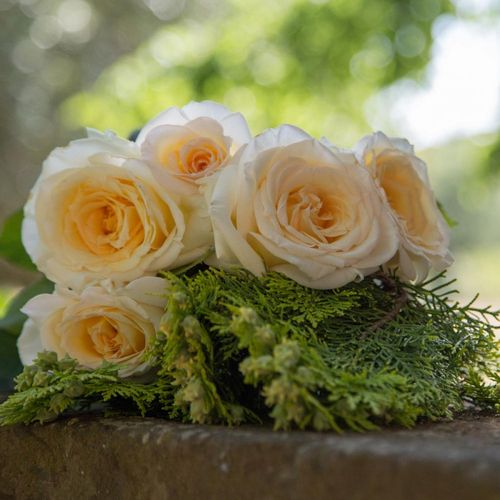 Žltá - Stromkové ruže s kvetmi čajohybridovstromková ruža s rovnými stonkami v korune